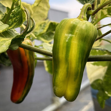 Candy Cane Pepper Seeds - The Pepper Pantry (Formerly Marie Sharp's)